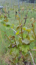 In der Region um Meißen zeigen die Triebe deutliche Frostschäden.