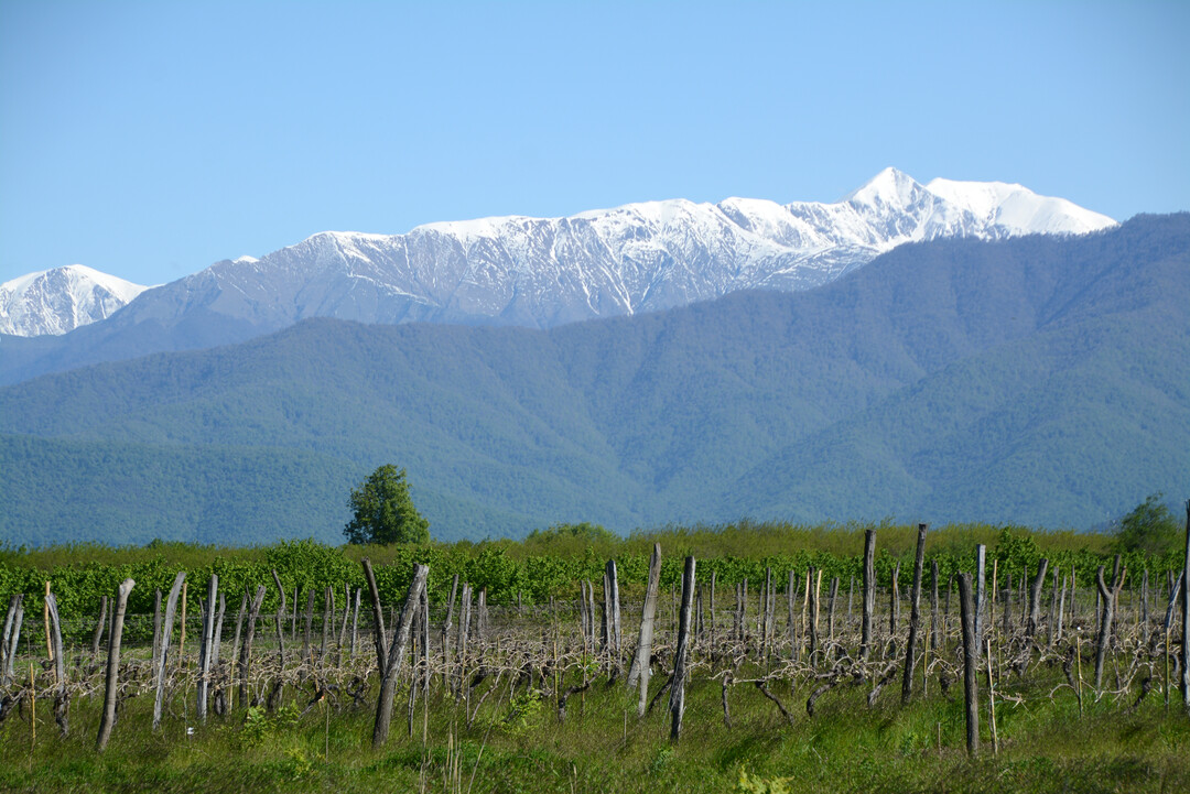 Vom Kaukasus geschtzt verfgt Georgien ber ideale Bedingungen fr den Weinanbau.  
