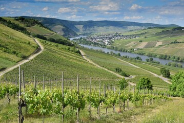 Beim Blick in die
Traubenzone wird deutlich, dass bei fast allen Weinbergen aus Grnden der Qualittssicherung noch Trauben
herausgeschnitten werden mssen, was die Ertragseinschtzung erschwert.