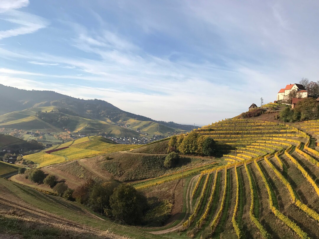Unterschiedlichste geologische und klimatische Verhältnisse prägen das Weinbaugebiet Baden.