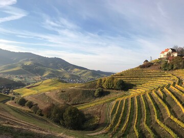 Unterschiedlichste geologische und klimatische Verhltnisse prgen das Weinbaugebiet Baden.