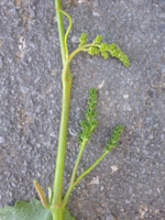 Es gibt erste Meldungen über den Befall der Gescheine mit Peronospora. Dieser ist lagenabhängig zu finden und erfordert ein wachsames Auge des Winzers.