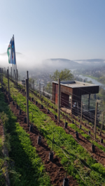 Im Jahr 2021 wurde mit Unterstützung der Stadt Klingenberg rund um den Terroir f einen Weinberg angelegt und mit Pinotin-Reben bestockt.