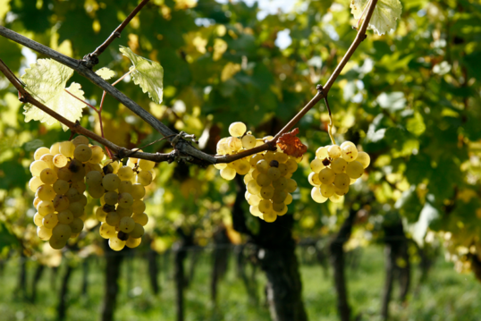 Weniger Fungizide im Weinbau: Ein Verbundprojekt unter Leitung der Universitt Hohenheim hat ein neues Sensorsystem entwickelt. Damit lassen sich Pilz-Krankheiten im Weinbau prziser vorhersagen und somit Fungizide einsparen.