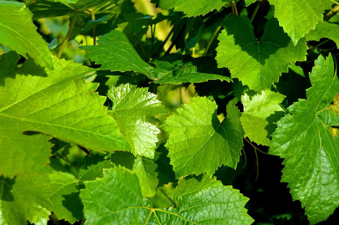 Der Stand der Blüte unterscheidet sich derzeit je nach Region. Teilweise entwickeln sich bereits die Beerchen, andernorts wird noch auf den Blühbeginn gewartet.