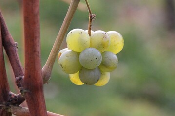 Die Sektmanufaktur Perlgut in Meien rebt den ersten Chardonnay auf.
