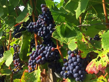 23 neue Weinerlebnisfhrer werden nach Abschluss ihres Kurses einzigartige Erfahrungen rund um den Wein anbieten knnen.