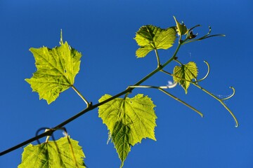 Verschiedene Anstze und Manahmen sind ntig, um die Winzer*innen bei der Umstellung zu mehr Nachhaltigkeit im Weinbau zu untersttzen.
