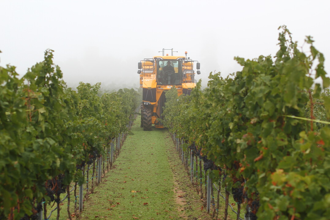 Der Vollernter beim Einsatz im Weinberg.