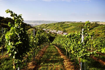 Die Winzergemeinschaft Franken, GWF schloss das Geschftsjahr 2015 mit einem Bruttoumsatz von 40,5 Millionen Euro ab und verzeichnet damit ein Wachstum von sieben Prozent. 