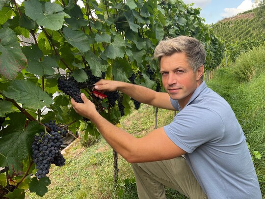 Hendrik Weber hat die Sektmanufaktur Perlgut gegrndet. Er hat bereits am letzten Augusttag die ersten Trauben fr seine Sekte des Jahrgangs 2023 geerntet.