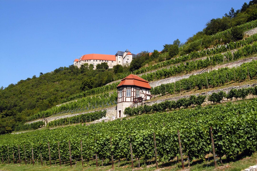 Herzoglicher Weinberg bei Freyburg.