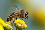 Bienen sollen vom Pflanzenschutzmittelverbot im nächsten Jahr profitieren.