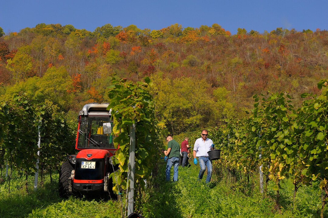 Weinernte auf den Forschungsflchen von LIFE-VinEcoS.