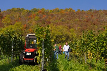 Weinernte auf den Forschungsflchen von LIFE-VinEcoS.