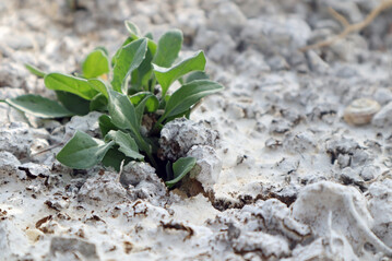 Risse im Mulchmaterial mit keimender Pflanze.