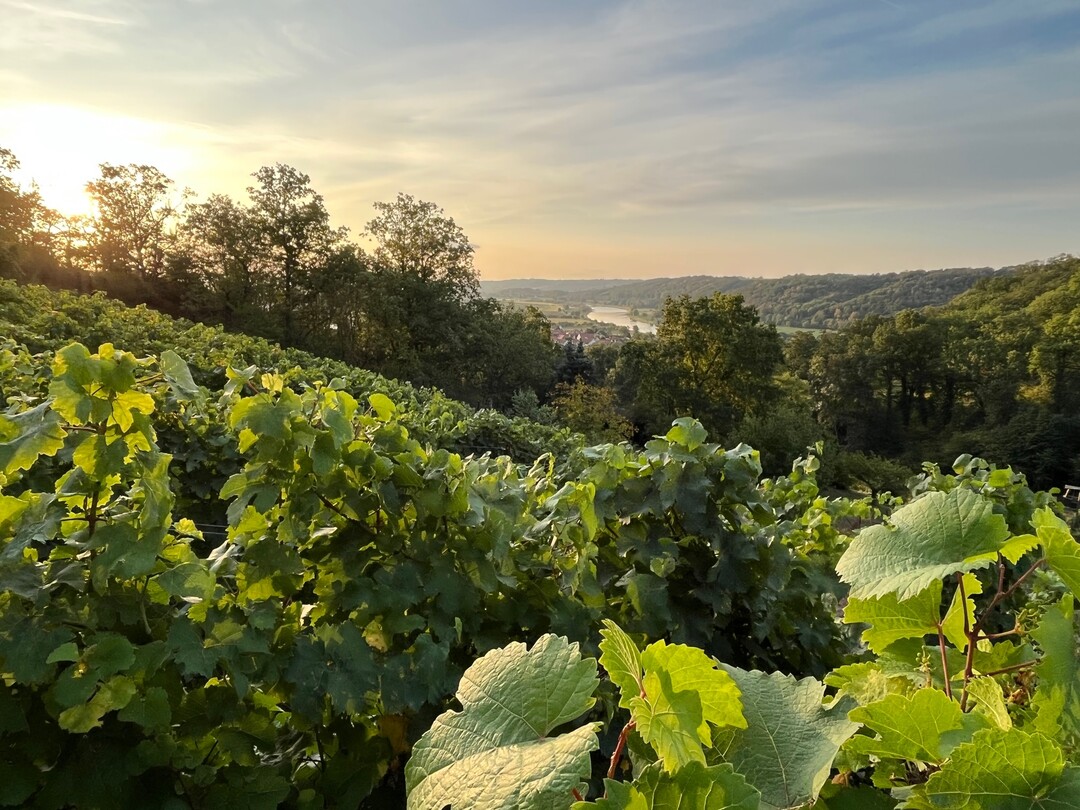In Sachsen neigt sich die Weinernte dem Ende zu, laut Weinbauverband ist die Weinernte in den meisten Betrieben fast geschafft.