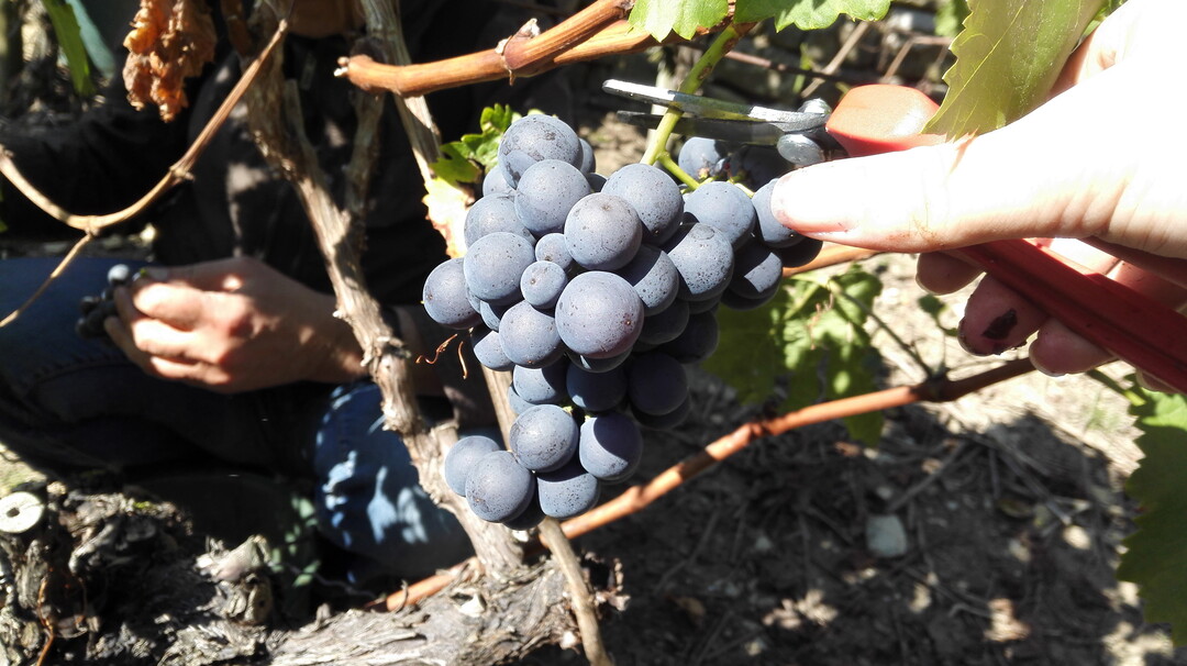 Die frühe Traube landet in der Butte: Mit großen Schritten geht es in Richtung Weinlese 2018. Vor allem der warme April hat dafür gesorgt, dass in diesem Jahr die Reben schon besonders weit in ihrer Entwicklung sind.