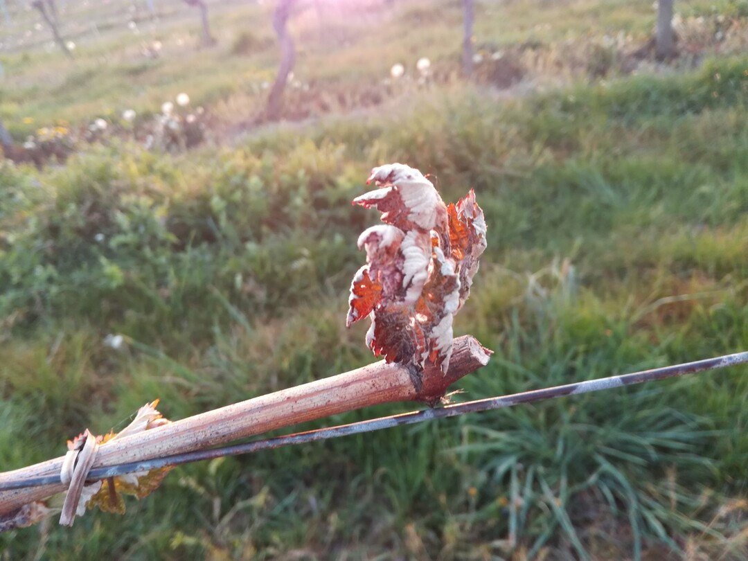 Sptfrost im April sorgte fr zum Teil heftige Ertragsausflle im Weinbau.