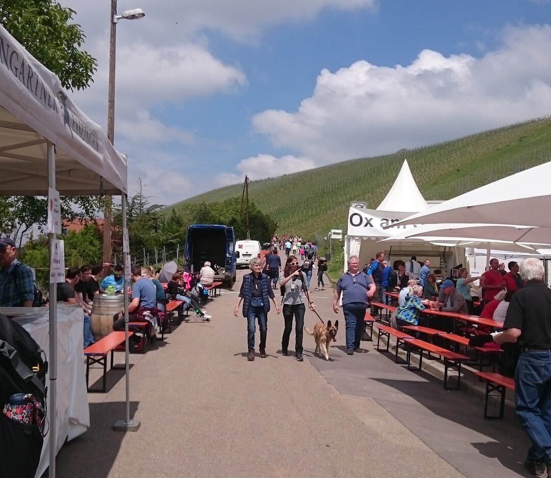 Zahlreiche Besucher kamen zum Weinwandertag der Weingärtner Esslingen.