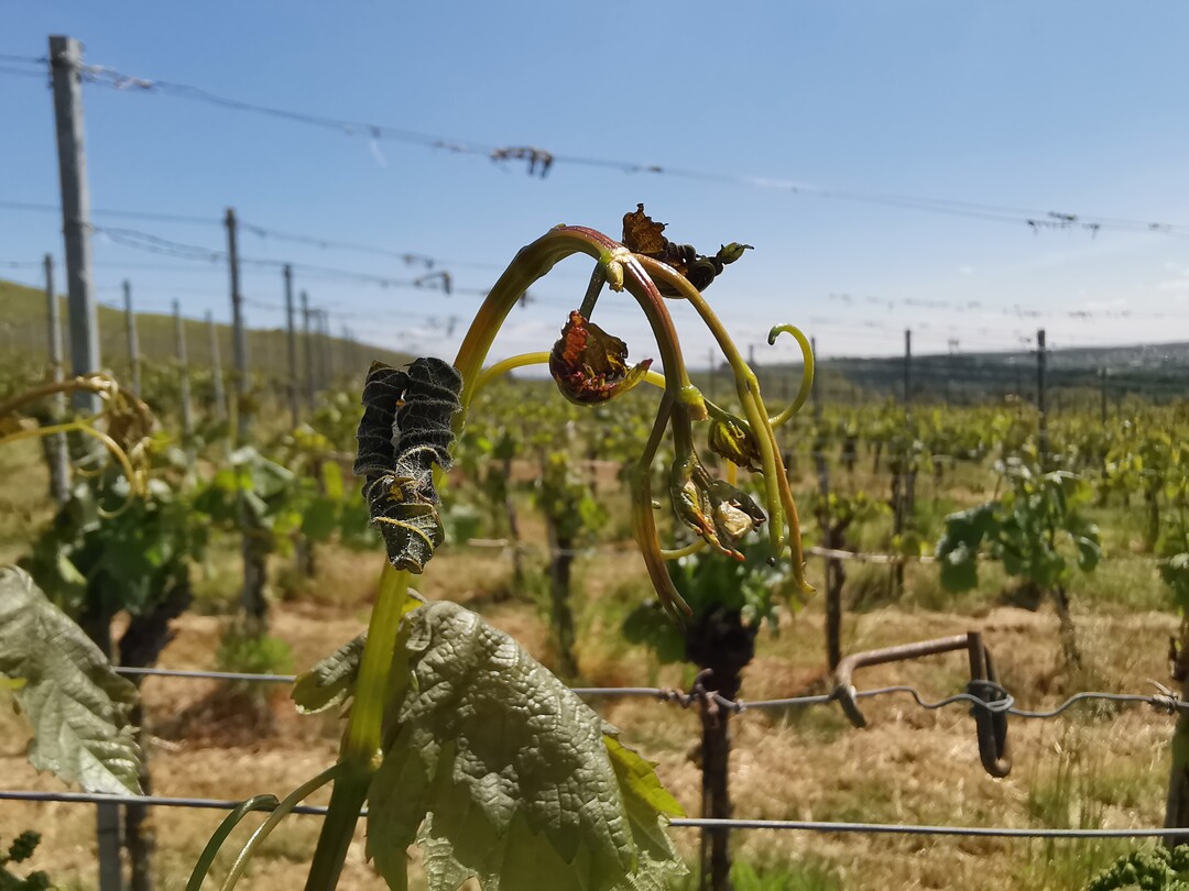 Das Antragsverfahren zur Förderung von Versicherungsprämien im Obst- und Weinbau startet am 22. November 2023 und läuft bis zum 01. März 2024.