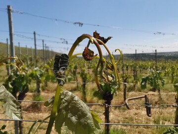 Das Antragsverfahren zur Frderung von Versicherungsprmien im Obst- und Weinbau startet am 22. November 2023 und luft bis zum 01. Mrz 2024.