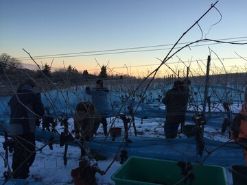 Erfolgreiche Eisweinlese bei -11C.