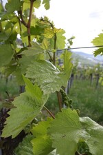 Zwar schmackhaft, aber nicht unbedingt zum Verzehr zu empfehlen: Weinblätter aus Ertragsanlagen