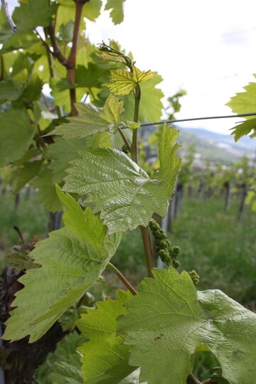 Zwar schmackhaft, aber nicht unbedingt zum Verzehr zu empfehlen: Weinbltter aus Ertragsanlagen