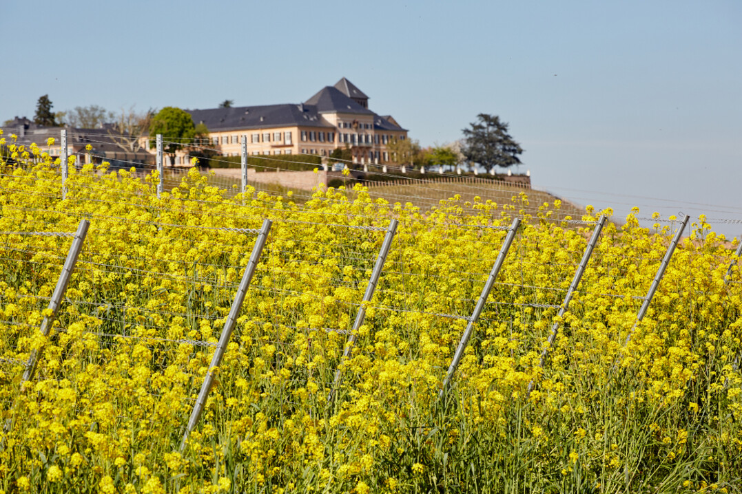 Rapsblte im Weinberg.
