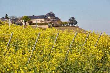 Rapsblte im Weinberg.