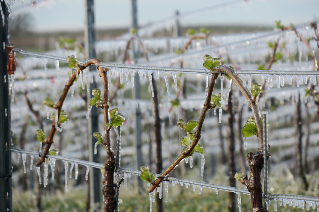 Wer die Mglichkeit hatte, gegen Frost zu beregnen, hat es genutzt.