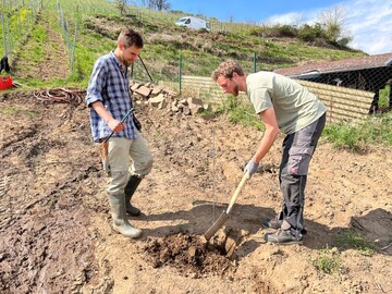 Azubi Wenzel Ebermann (li.) und nologe Franz Ahnert graben die Pflanzlcher am Srnewitzer Boselberg.