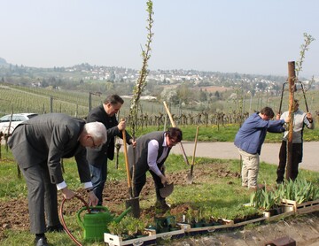 Martin Diepgen, erster Brgermeister der Stadt Heilbronn (l), Claus-Peter Hutter, Leiter der Umweltakademie Baden-Wrttemberg (2.v.l) und die Familie Drautz pflanzen eine Drkheimer Krachmandel.