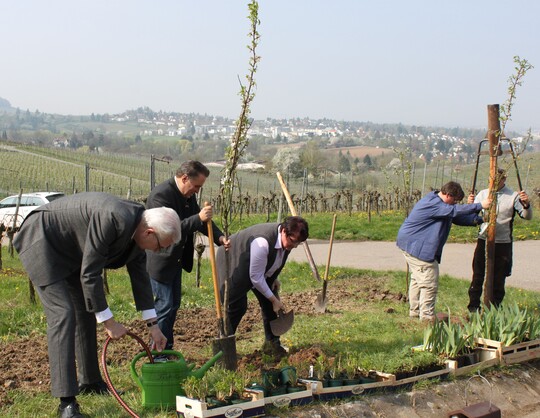Martin Diepgen, erster Brgermeister der Stadt Heilbronn (l), Claus-Peter Hutter, Leiter der Umweltakademie Baden-Wrttemberg (2.v.l) und die Familie Drautz pflanzen eine Drkheimer Krachmandel.