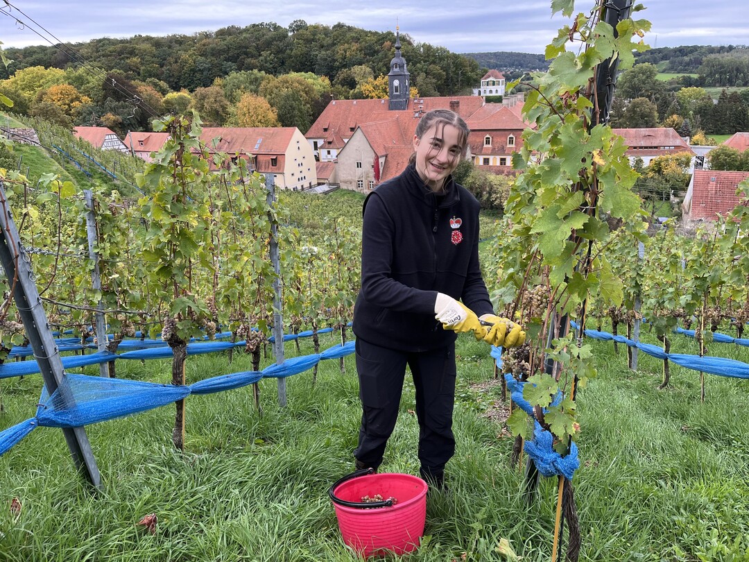 Sina Kranstedt ist Auszubildende zur Winzerin im dritten Lehrjahr auf Schloss Proschwitz und kennt sich mit der Weinlese inzwischen gut aus.