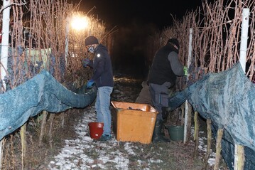 Die Eisweinlese bei den Fellbacher Weingrtnern.