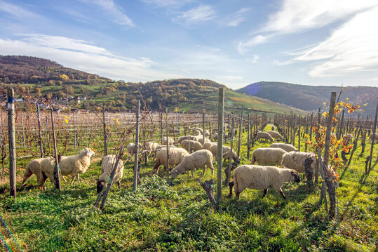 Wie sieht nachhaltiger Weinbau in Baden-Wrttemberg aus? Ein Projekt sucht nach Antworten.