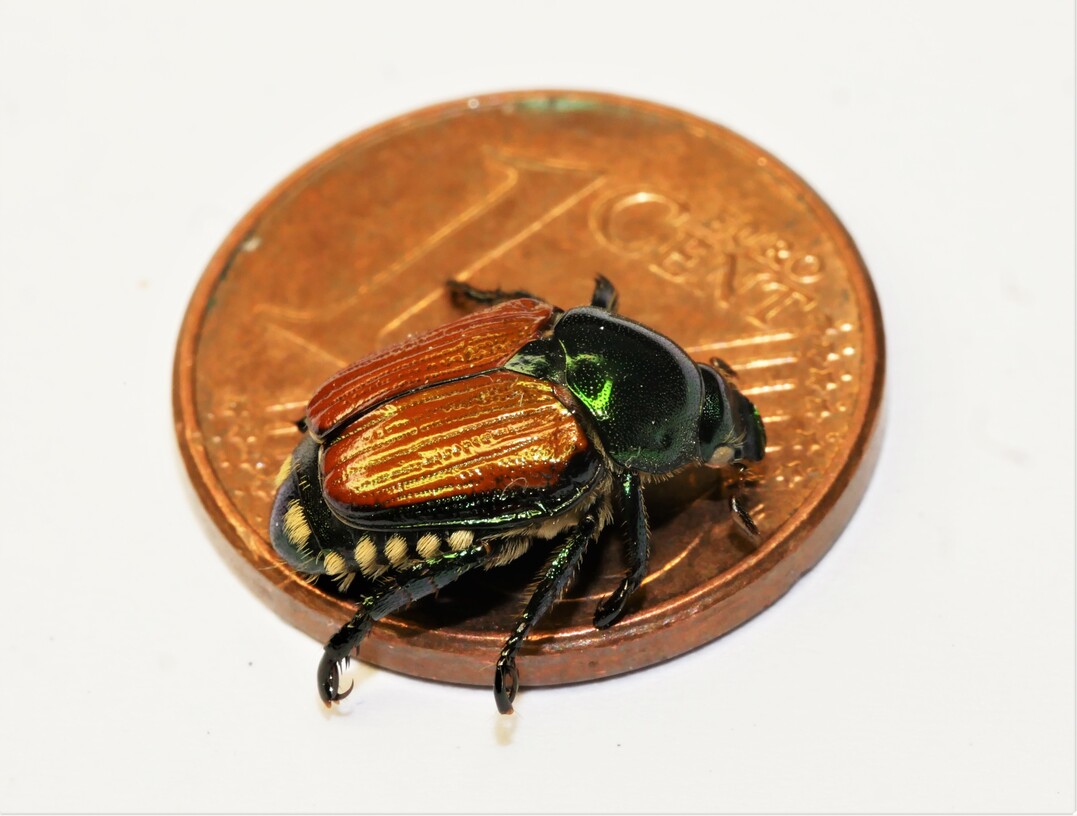 Der Japankäfer ist nur circa einen Zentimeter groß, kleiner als eine Cent-Münze.