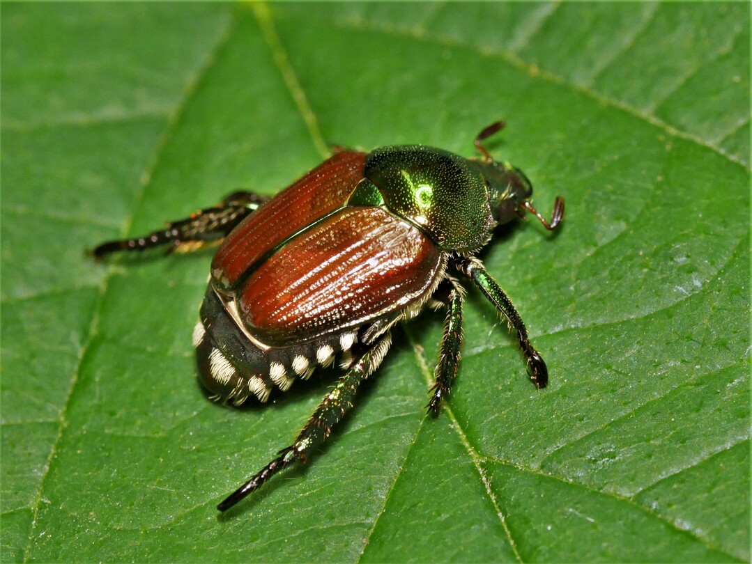 Japankäfer sind leicht mit heimischen Rosenkäfern zu verwechseln.