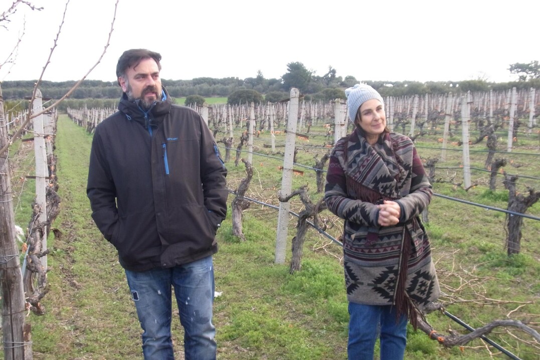 Thanasis Kazakis bewirtschaftet mit seiner Familie einen auf die Herstellung von Weinblttern spezialisierten Betrieb. Hierfr werden auf dem Weingut Marianna`s in Chalkidiki auf 15 ha Flche weie Tafeltrauben angebaut.