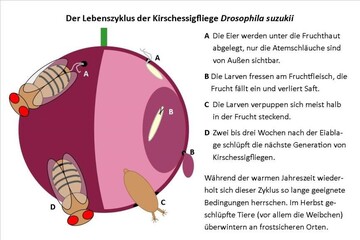 Lebenszyklus der Kirschessigfliege.