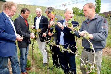 In der Lage Randersackerer Sonnenstuhl machten sich Karl Martin Schmitt (Weingut 	Schmitts Kinder, Randersacker), Hermann Mengler (Bezirk Unterfranken), Artur 	Steinmann (Weinbauverband Franken), Andreas Oehm (Winzergemeinschaft 	Franken), Dr. Hermann Kolesch (Bayerische Landesanstalt fr Weinbau und 	Gartenbau) und Artur Baumann (Weinbauring Franken) ein Bild von den 	dramatischen Auswirkungen des Sptfrostes (von links). Bild: Dr. Gabriele Brendel

