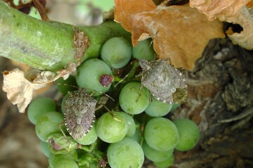 Die Marmorierte Baumwanze ist vor allem im Obstbau ein gefrchteter Schdling. 