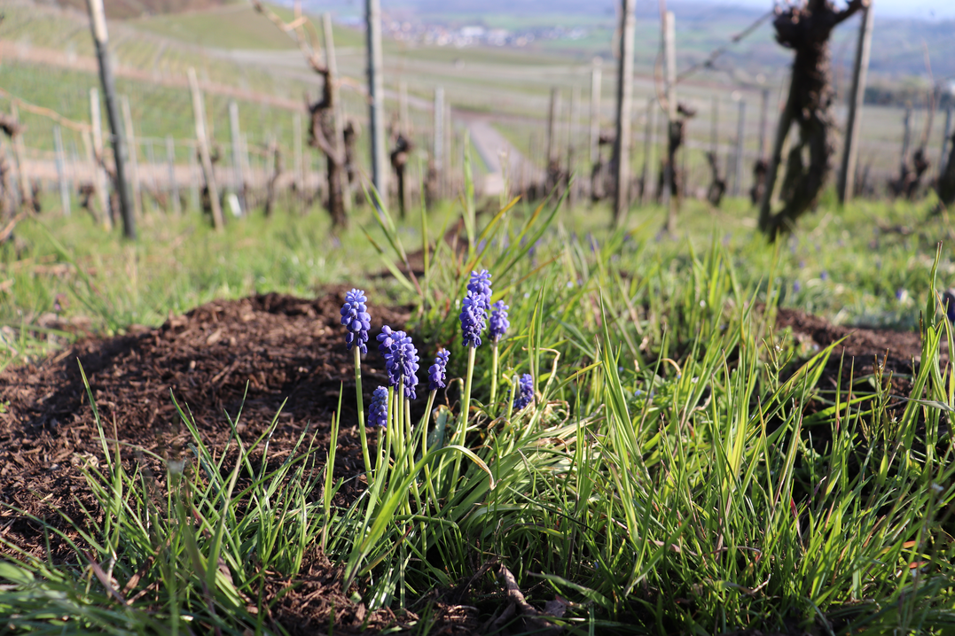 Mit dem Frühling kommen die ersten Blumen, aber auch Schädlinge. Außerdem rückt die Düngung in den Fokus.