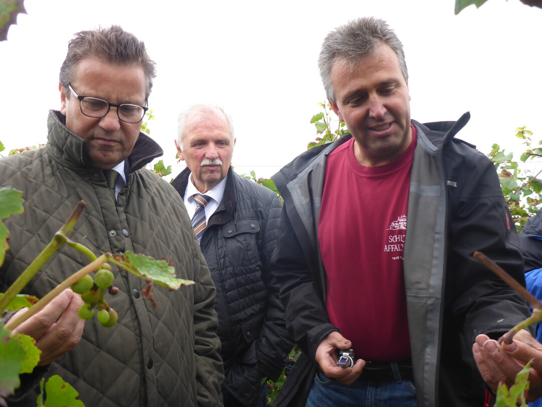 Weinbauminister Peter Hauk, Weinbaupräsident Hermann Hohl und Wolfgang Müller, Weinbauleiter im Betrieb Schloss Affaltrach, messen den Reifegrad der Trauben im Weinberg.
