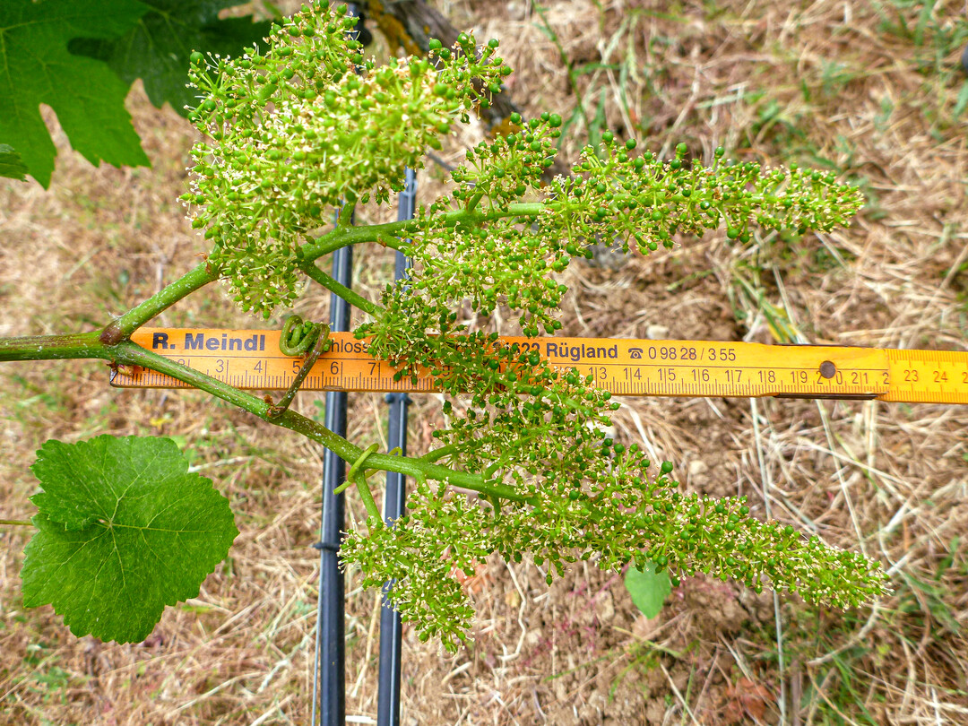 Eine echte Monstertraube. 1360 Beeren wurden hier gezählt