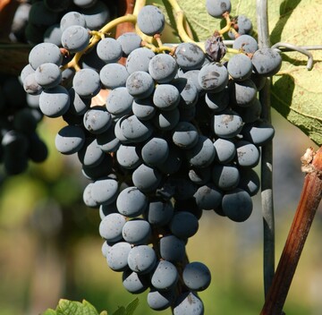 Die neue Piwi-Sorte Cabernet Cantor zeichnet sich durch locker strukturierte Trauben mit mittelgroen bis groen Beeren aus.