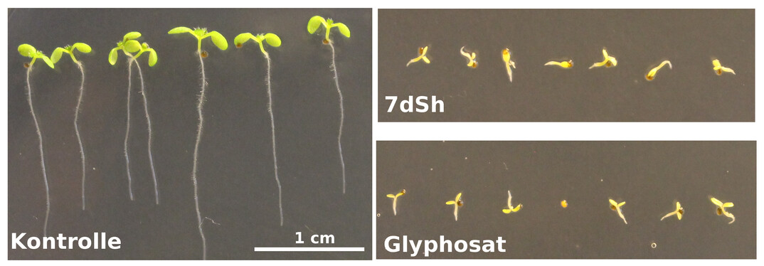 Arabidopsis thaliana Keimlinge nach Auskeimung und 7-tägigem Wachstum: Während die Kontrollgruppe (links) sich normal entwickelte, wurde das Wachstum bei der Gabe von je 260 μM Glyphosat (Abbildung unten) oder 7dSh (Abbildung oben) das Wachstum gehemmt. (Skalierung in allen Bildern identisch).