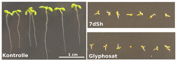 Arabidopsis thaliana Keimlinge nach Auskeimung und 7-tgigem Wachstum: Whrend die Kontrollgruppe (links) sich normal entwickelte, wurde das Wachstum bei der Gabe von je 260 μM Glyphosat (Abbildung unten) oder 7dSh (Abbildung oben) das Wachstum gehemmt. (Skalierung in allen Bildern identisch).